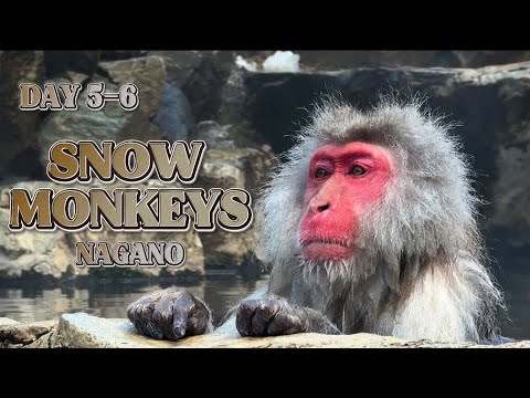 Видео: ТЫ НЕ ПОВЕРИШЬ Японские Макаки🐒 на Горячих Источниках ♨️ | Пробуем Самые Вкусные СУШИ 🍣 в Канадзаве