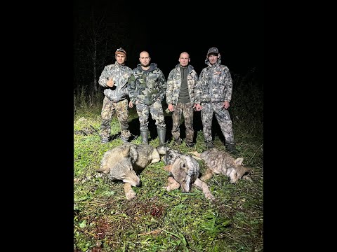 Видео: охота в тюмени на медведя и волка  выбил всю стаю волков