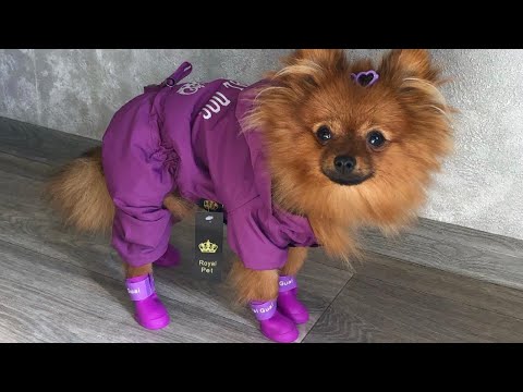Видео: VLOG: Прогулка с йорками| Отдам ли я кобелей ? Разговорное видео