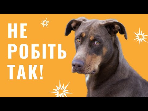 Видео: Помилки у вихованні собаки