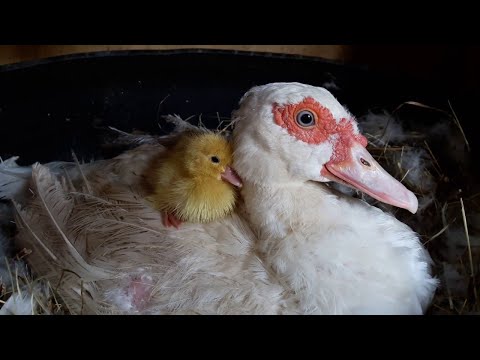 Видео: Разведение и содержание Индоуток