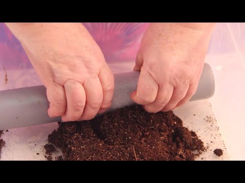 Видео: Так улитку для рассады еще никто не делал! Лучший способ за все года.