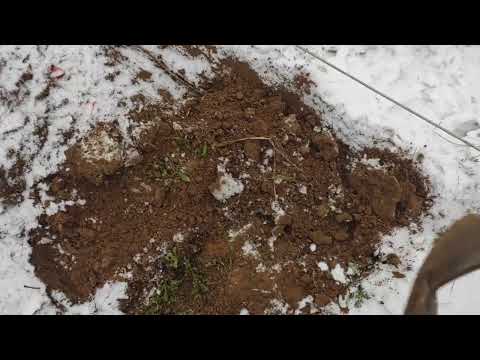 Видео: Укрываю, закапываю виноград в Ленинградской области на зиму. 03.11.24