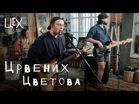 Видео: ЦРВЕНИХ ЦВЕТОВА: Цех live