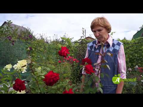 Видео: Как сохранить розы зимой в Сибири