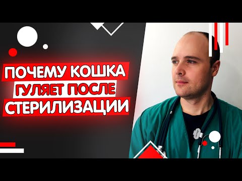 Видео: Почему кошка гуляет и просит кота после стерилизации