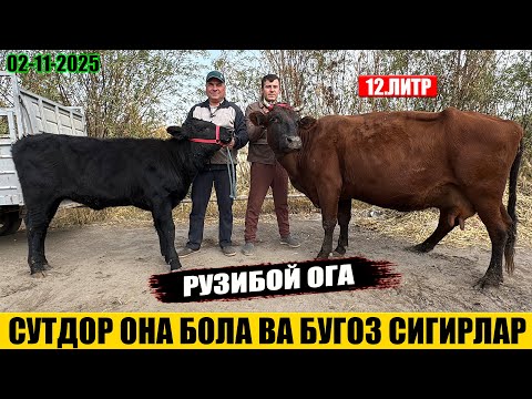 Видео: СУТДОР ОНА БОЛА ВА БУГОЗ СИГИРЛАР АРЗОН НАРХДА 02-11-2025г