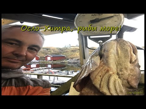 Видео: Путешествие за рыбой, из Осло на Хитру! Рыбы море! 4K.