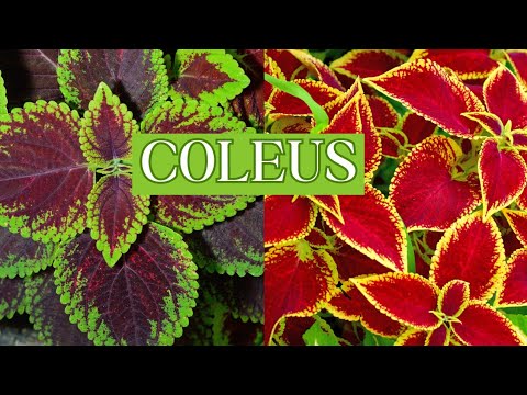 Видео: ✂ Как я обрезаю и размножаю комнатный колеус 🤔 🍃