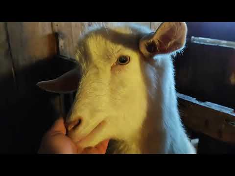 Видео: Минусы нашего козовника зимой. Инфракрасный обогреватель. Убавляю поголовье...