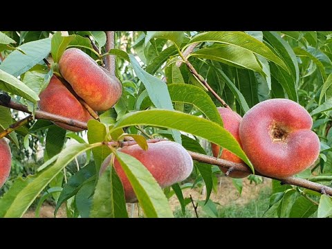 Видео: Инжирный персик Свит Ринг (Sweet Ring) полностью созрел 18.07.2020