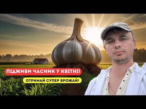 Видео: Підживлення часнику у квітні!  Найкращий спосіб!