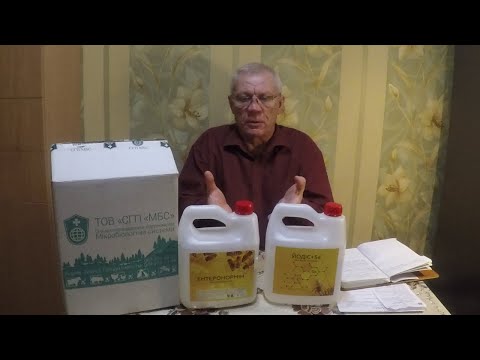 Видео: Энтеронормин для пчел. Лучшее СРЕДСТВО для ИММУНИТЕТА ПЧЕЛ!
