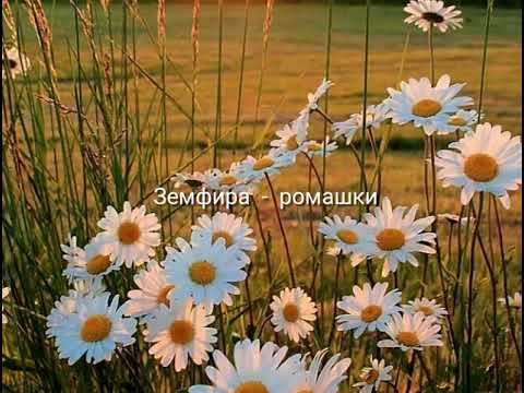 Видео: Земфира-Ромашки  (slowed)