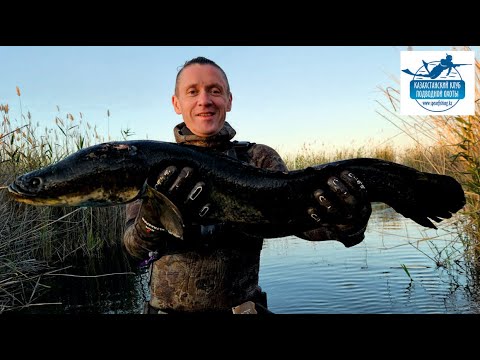 Видео: Подводная охота База Дельта, июнь 2024