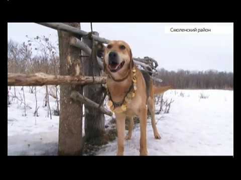 Видео: Русские гончие на Алтае