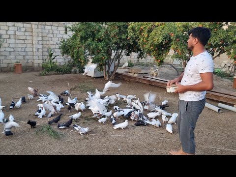 Видео: Coratli Ferruxun Goyercinleri2022 #bakiquslari #quslar #pigeondbaku #бакинскиеголуби2022 #гооуби2022