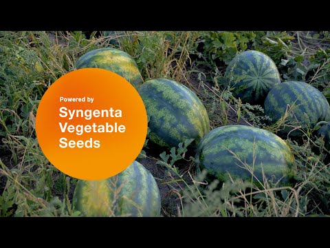 Видео: "Это Романза, это Сингента!". Опытом выращивания гибрида арбуза Романза в КФХ Бахча Гринько.