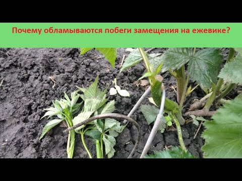 Видео: Почему обламываются побеги замещения на ежевике