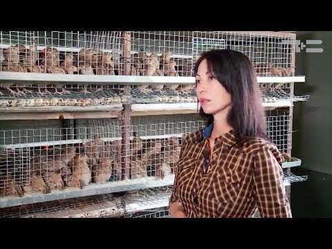 Видео: Перепелиная ферма в квартире