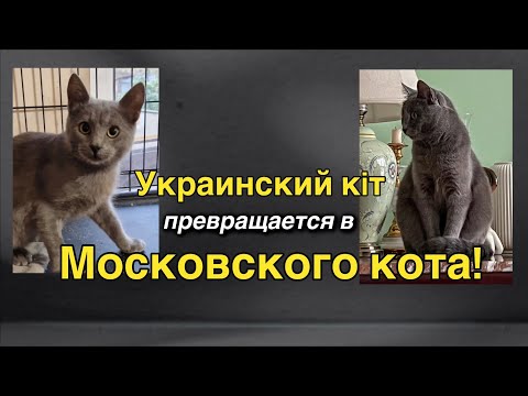 Видео: О том, как у меня появился пятый кот!🐈🤦🏼‍♀️ МЕСТА БОЛЬШЕ НЕТ!