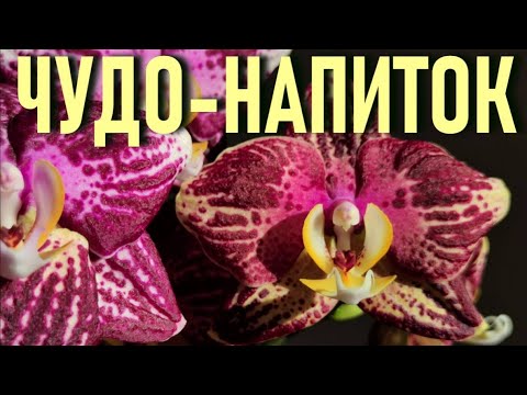 Видео: ЧУДО-НАПИТОК ДЛЯ ДОЛГОГО И ЯРКОГО ЦВЕТЕНИЯ ОРХИДЕИ! ФАЛЕНОПСИС ПИНИФ (PINIF)! МЁД И ЧАЙ ДЛЯ ОРХИДЕЙ!