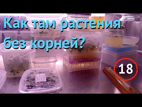 Видео: [18] Как там растения без корней? Пересаживаем еще 120 шт. Есть неучтенные растения)