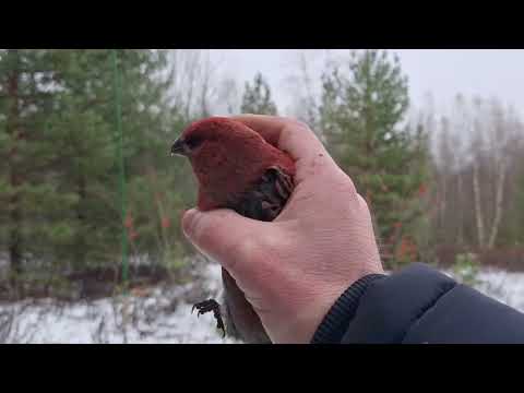 Видео: ловля птиц, щуры🔥