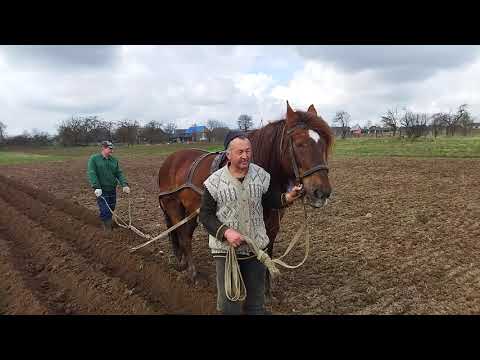 Видео: Лошади в работе/ садим бульбу