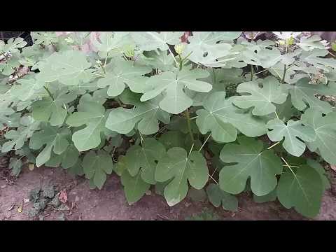 Видео: Саженцы инжира для продажи.Перечень сортов в описании под видео.