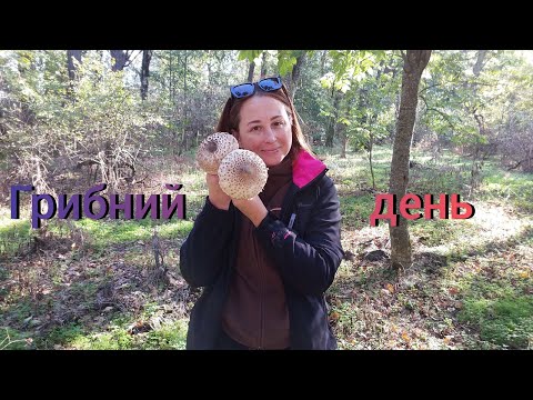 Видео: Чи є в лісі гриби⁉️. #життявселі #село #villagevlog #гриби #ліс