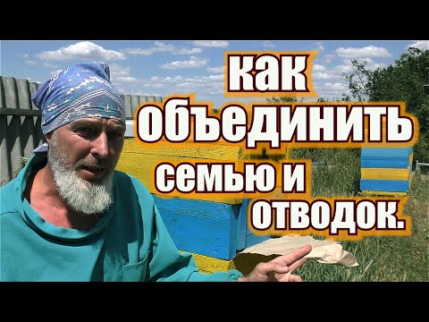 Видео: КАК ОБЪЕДИНИТЬ СЕМЬЮ И ТВОДОК.
