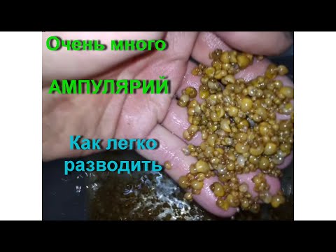 Видео: Как развести  очень МНОГО АМПУЛЯРИЙ