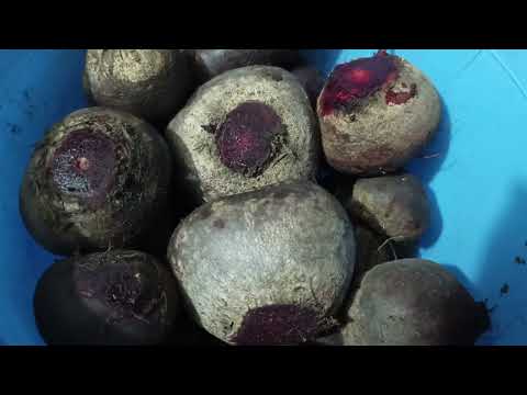 Видео: .Влог. 113#наша повседневная жизнь. Вернулись с юга, начались наши будни.