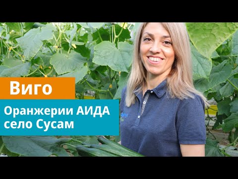 Видео: Дългоплодна краставица Виго - характеристики и описание на сорта