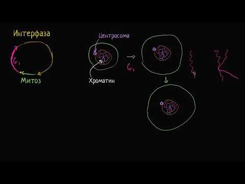 Видео: Интерфаза (видео 3)| Деление Клетки | Биология