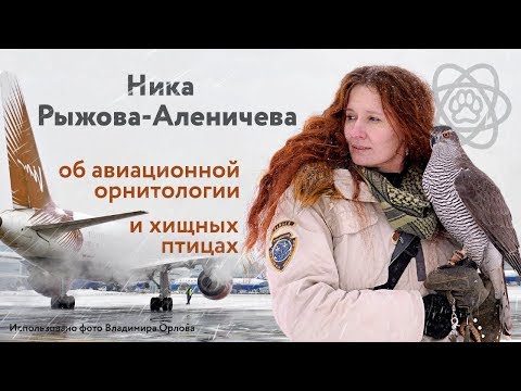 Видео: Ника Рыжова-Аленичева об авиационной орнитологии