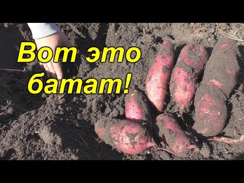 Видео: Урожай батата 2019. Вот что у нас получилось с первого раза.