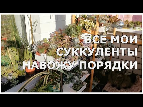 Видео: Обзор всех моих суккулентов. Навожу порядки