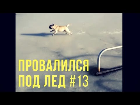 Видео: МОПС ПРОВАЛИЛСЯ ПОД ЛЕД | МОПСЫ ПРИКОЛЫ | ТОП САМЫХ СМЕШНЫХ