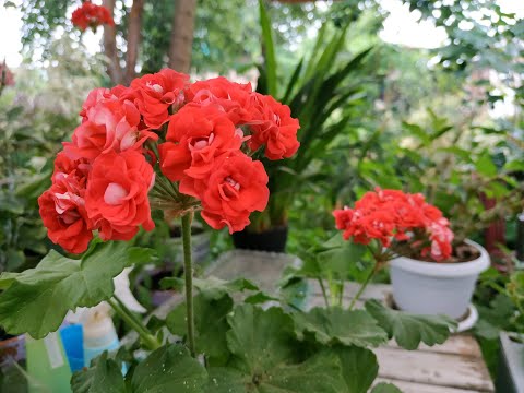 Видео: Пеларгония зональная, формировка. Осенняя посадка луковичных в кашпо. 11/2019