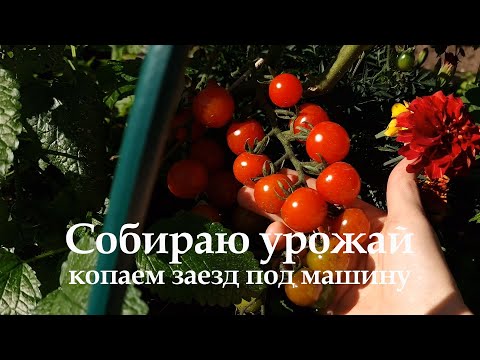 Видео: Дача на Урале №13 Копаем заезд для машины. Собираю урожай. Начинаю готовить грядки под зиму.