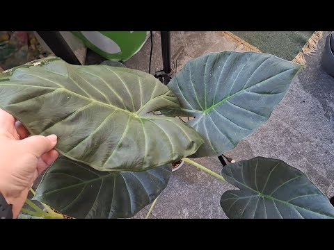 Видео: Алоказии. Меняю всё.