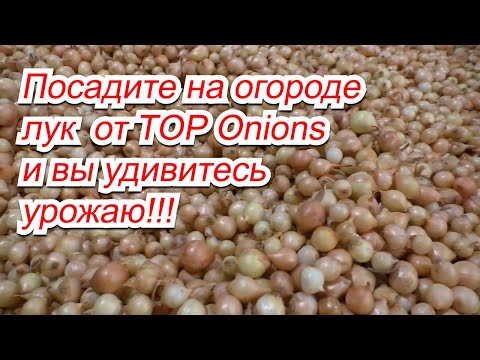 Видео: На этом луковом заводе "делают" самый урожайный лук-севок в мире!