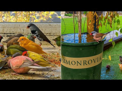 Видео: Большое обновление для всех моих птиц: мой сезон размножения в 2025 году подходит к концу.