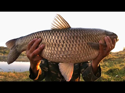 Видео: Вот На Что Клюют Крупные Амуры! Есть ли Смысл в Дорогих Наживках?