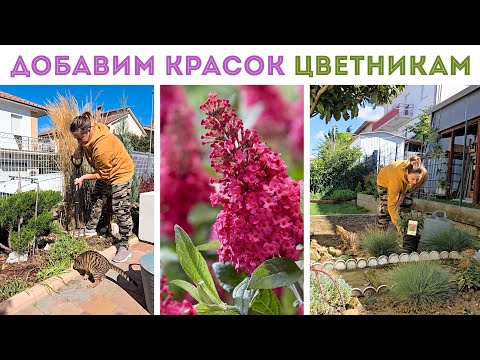 Видео: ⭐ВЫСАЖИВАЮ НОВЫЕ РАСТЕНИЯ ИЗ ПОСЫЛКИ I будлея, астранция, мелколепестник I пересаживаю непету, розу