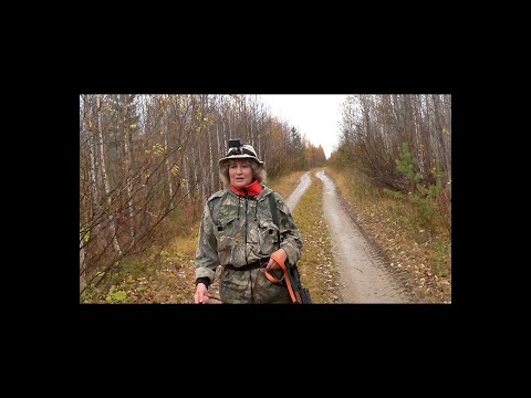 Видео: У привады. Работа собак по медведю. Лоси не стоят под собакой.