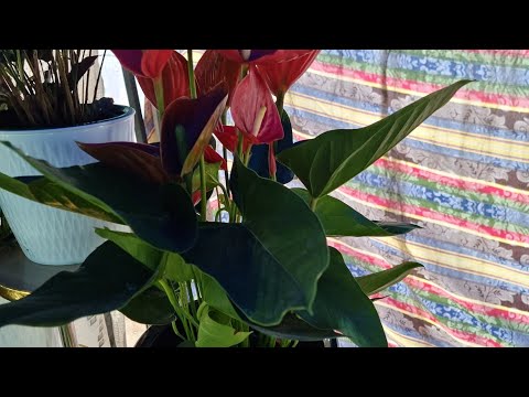 Видео: АНДИЖОН ЖАХОН БОЗОРИ ГУЛ БОЗОРИ ГУЛ ОЛАДИГАНЛАР УЧУН 94 437 08 80 ТЕЛ НОМЕР 