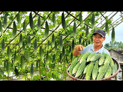 Видео: Самый эффективный совет, как приготовить решетку из горькой тыквы, дающую непрерывный урожай фруктов